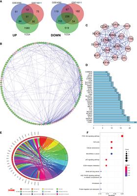 NCAPG Promotes Tumor Progression and Modulates Immune Cell Infiltration in Glioma